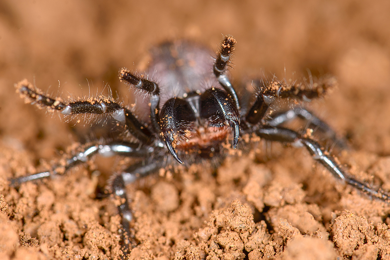 The world’s two most venomous spiders are closely related