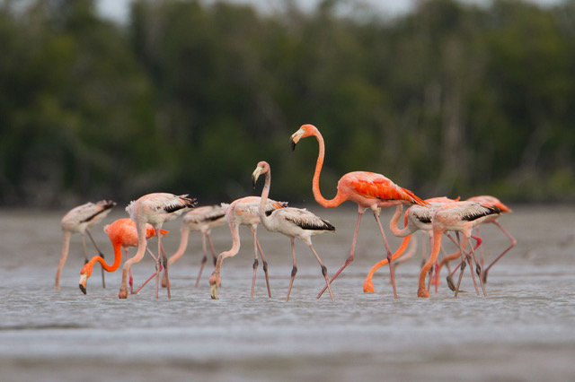 Flamingos making a comeback in their native state of Florida