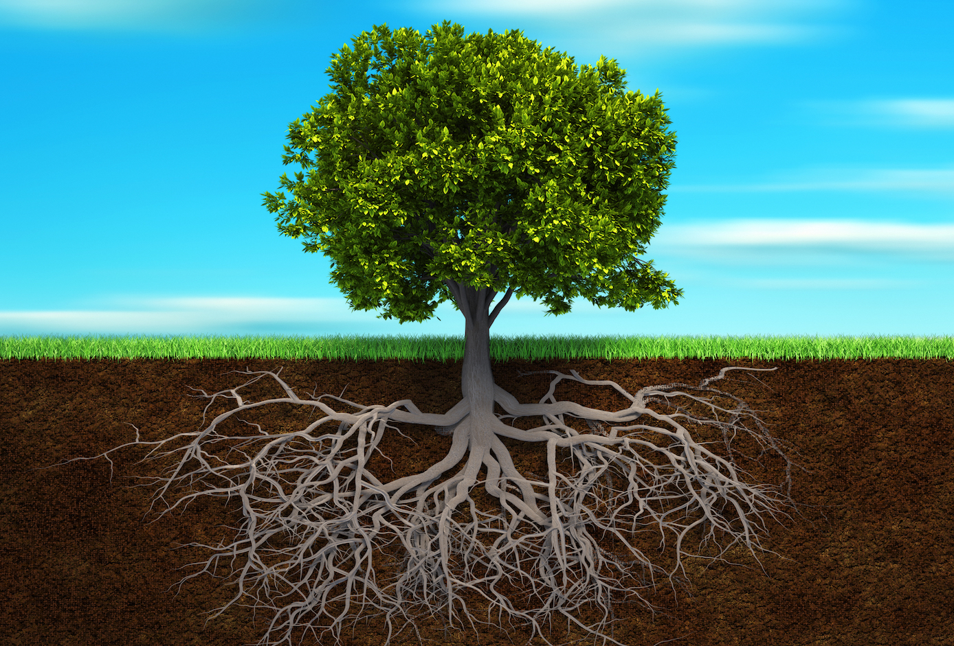 Global plant evolution may have been due to efficient roots