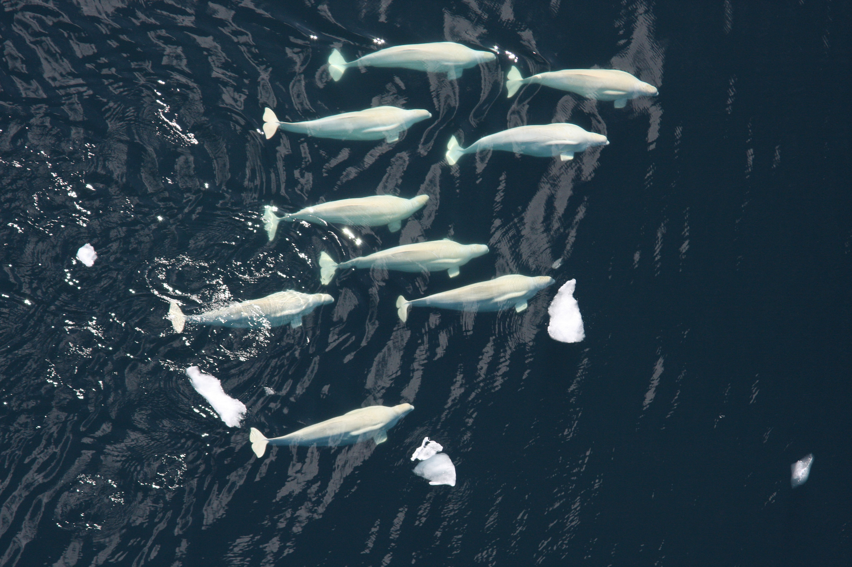 Belugas have to dive deeper for food as a result of sea ice loss