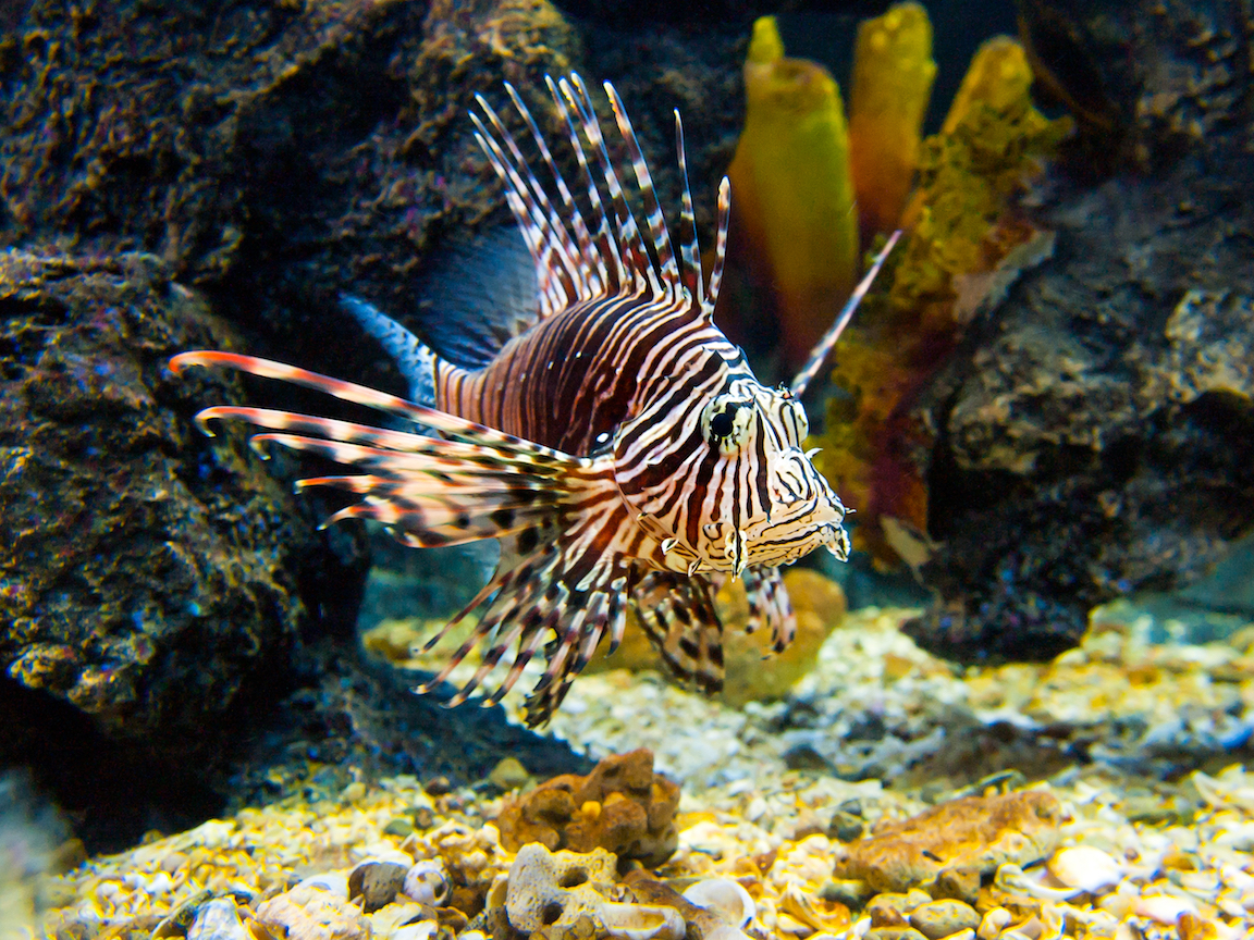 Plastic oceans and fisheries: Fish face a tough predicament