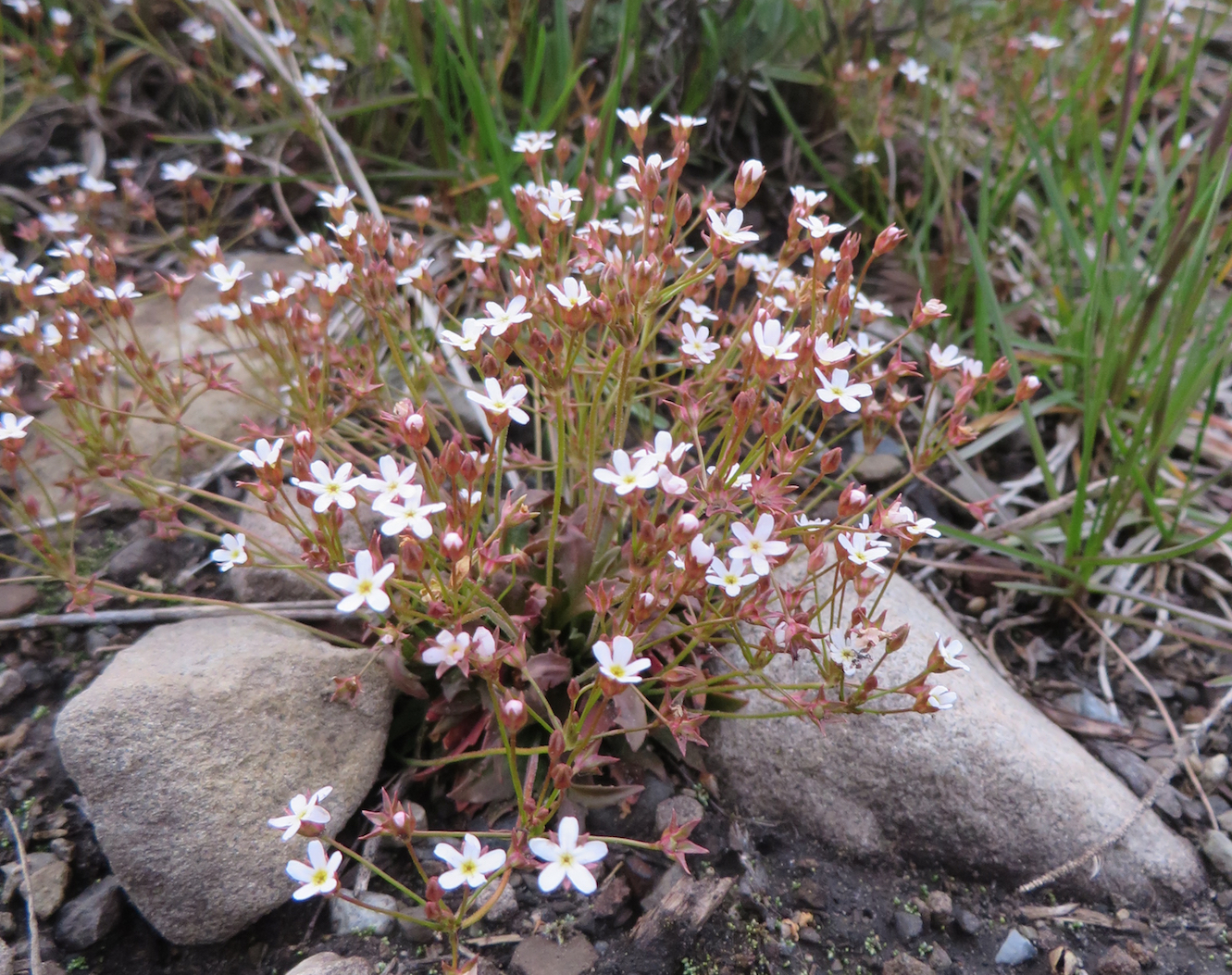 Mountain wildflower species could be wiped out by rising temps