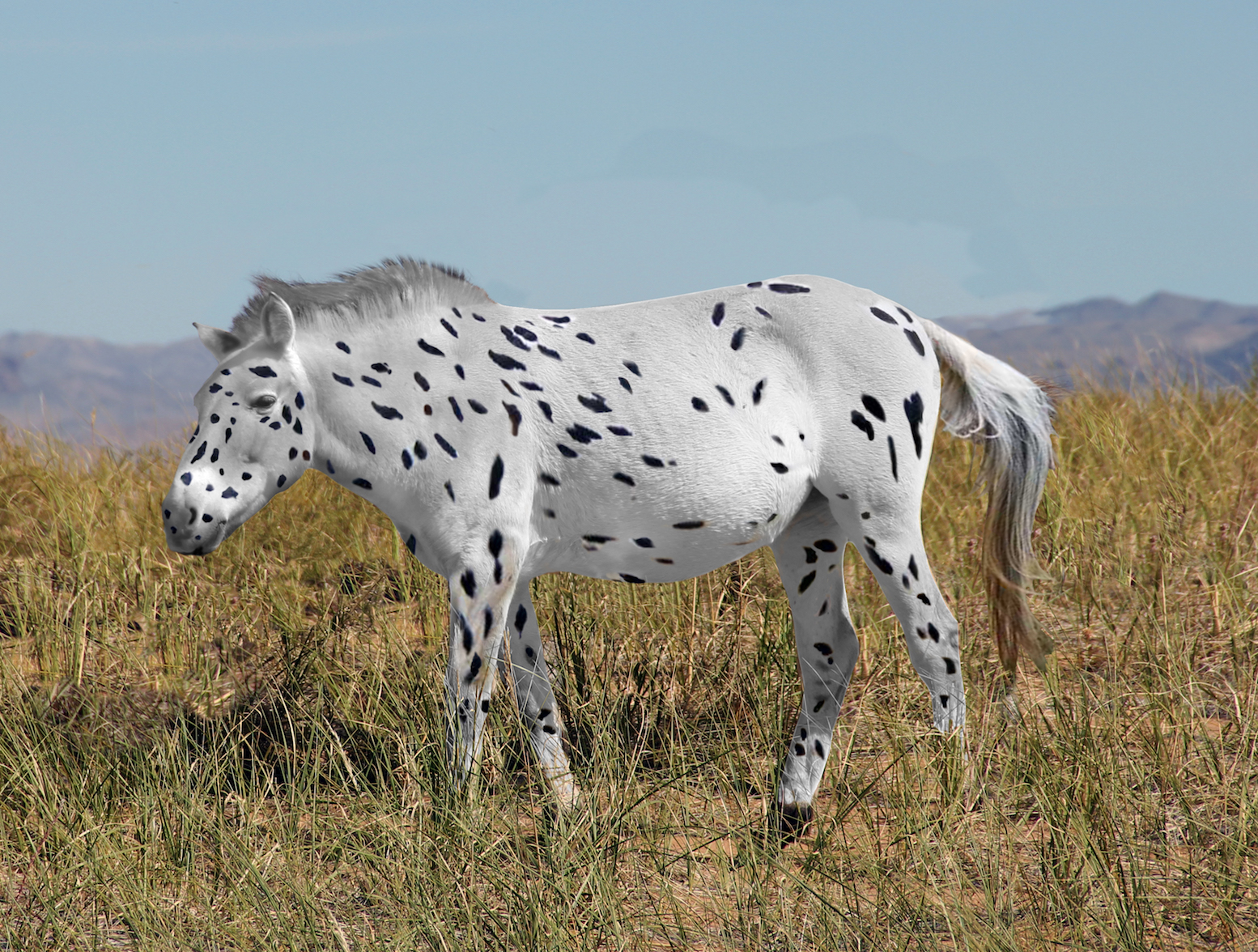 Wild horses actually descended from domesticated horses