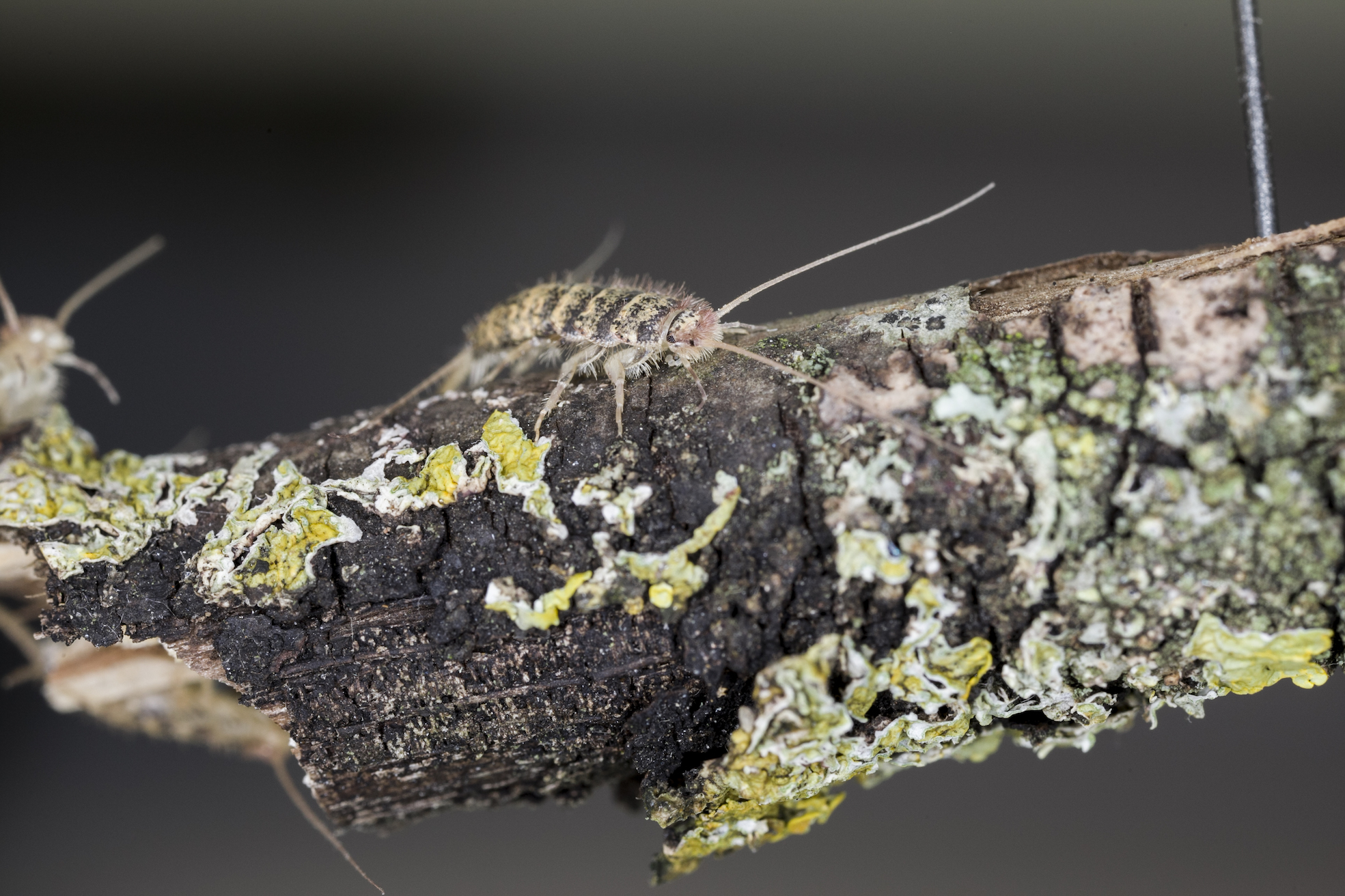 Ancient insects provide hints on how to produce biofuel