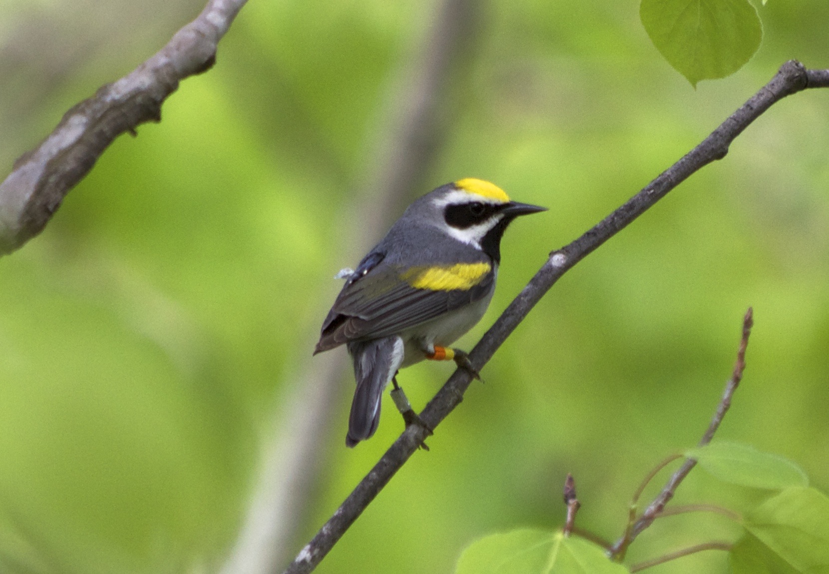 Tropical deforestation threatening rare songbird populations