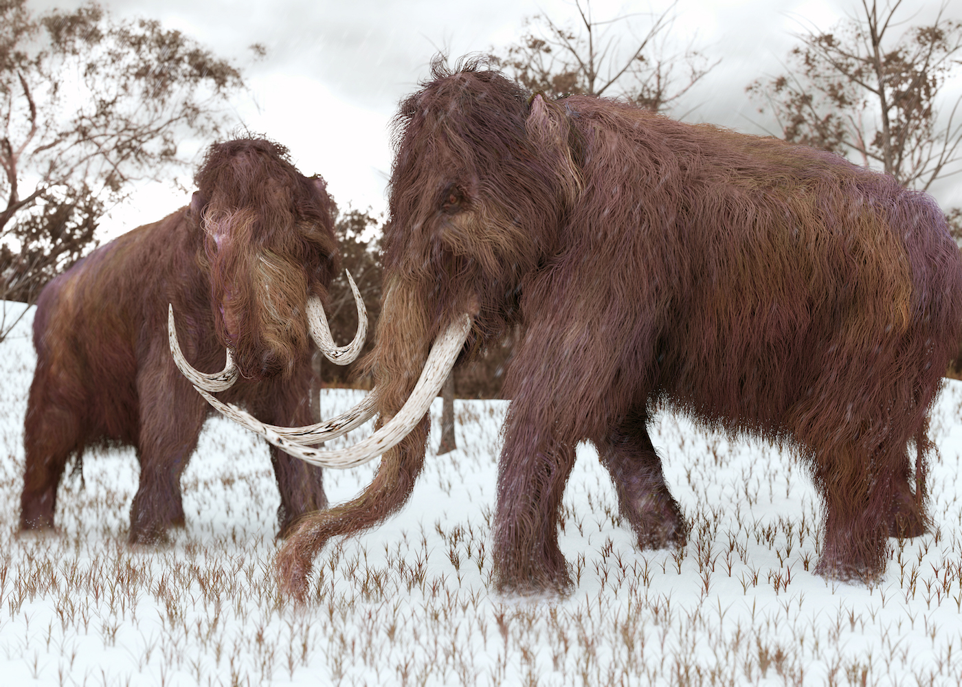 Interbreeding may have been key to survival early elephants