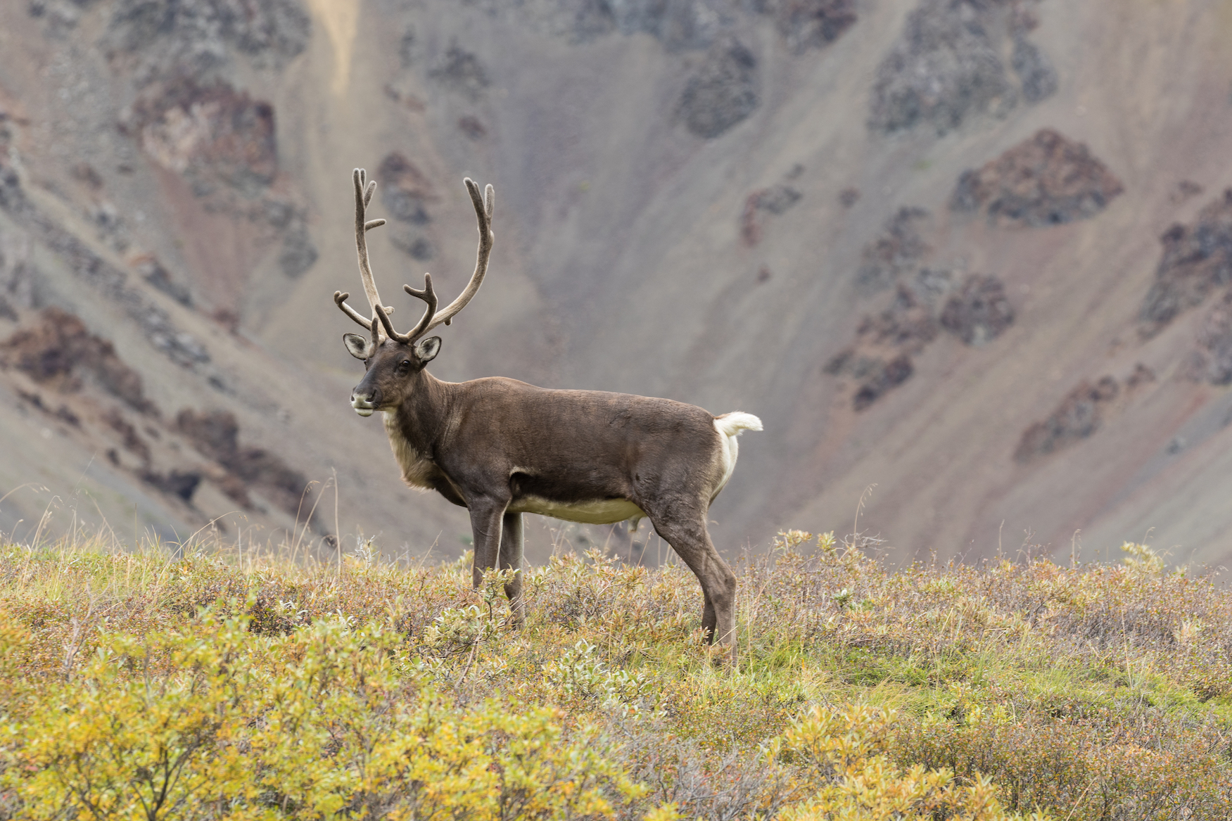 Caribou hunting restrictions are the result of science-policy gap