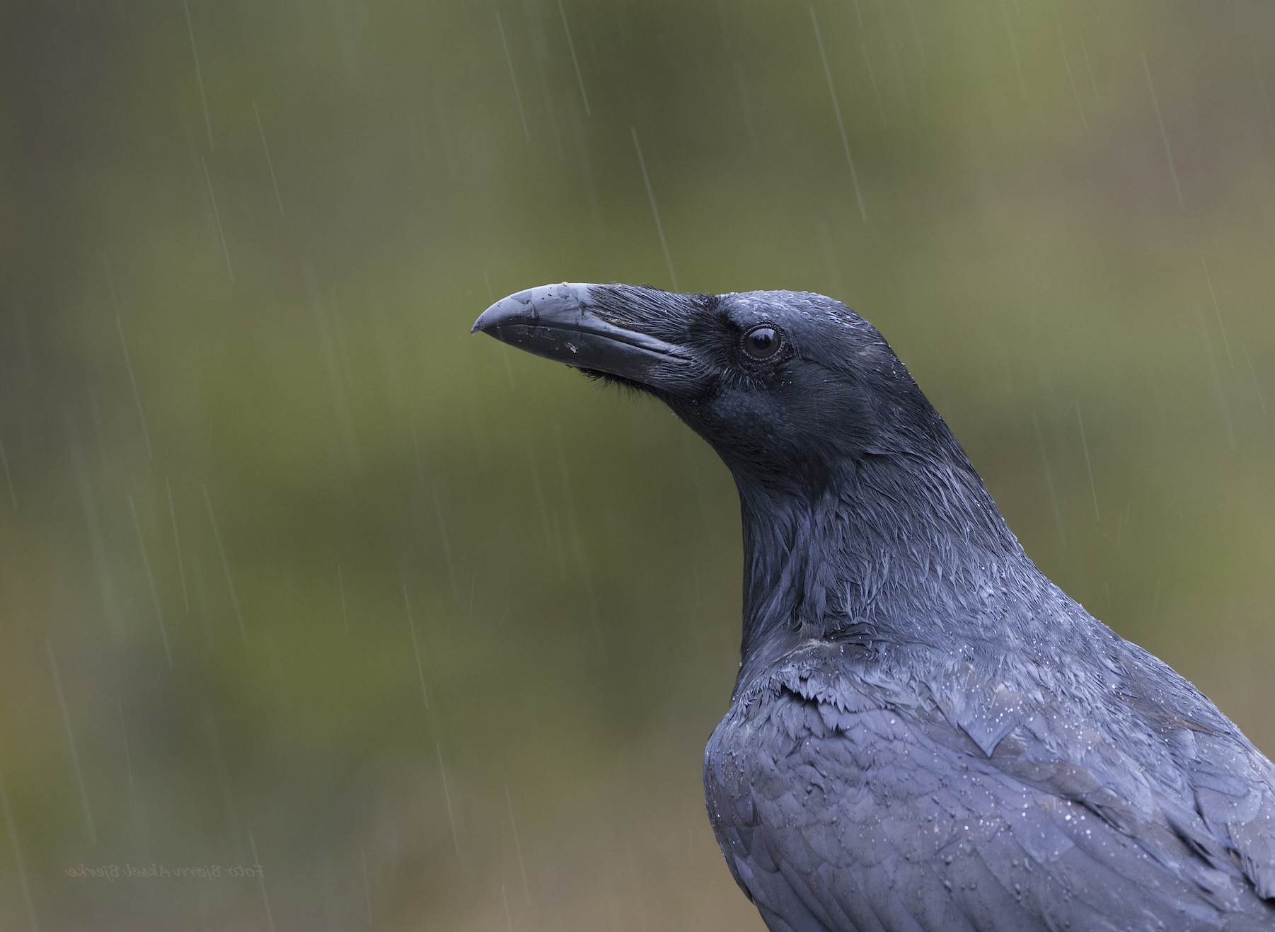 Two types of common ravens hybridize into one species