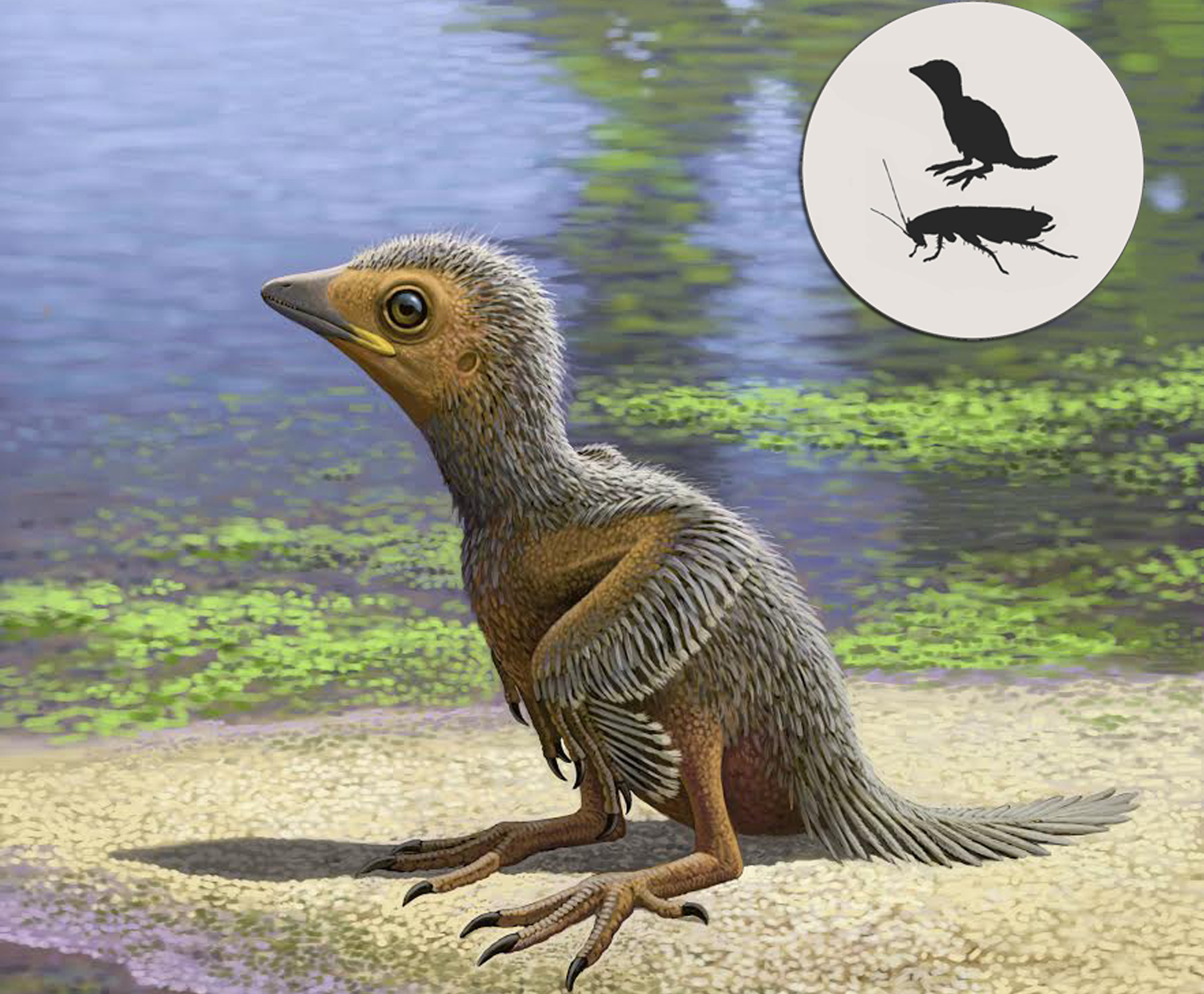 127 million year-old fossil gives clues about prehistoric birds