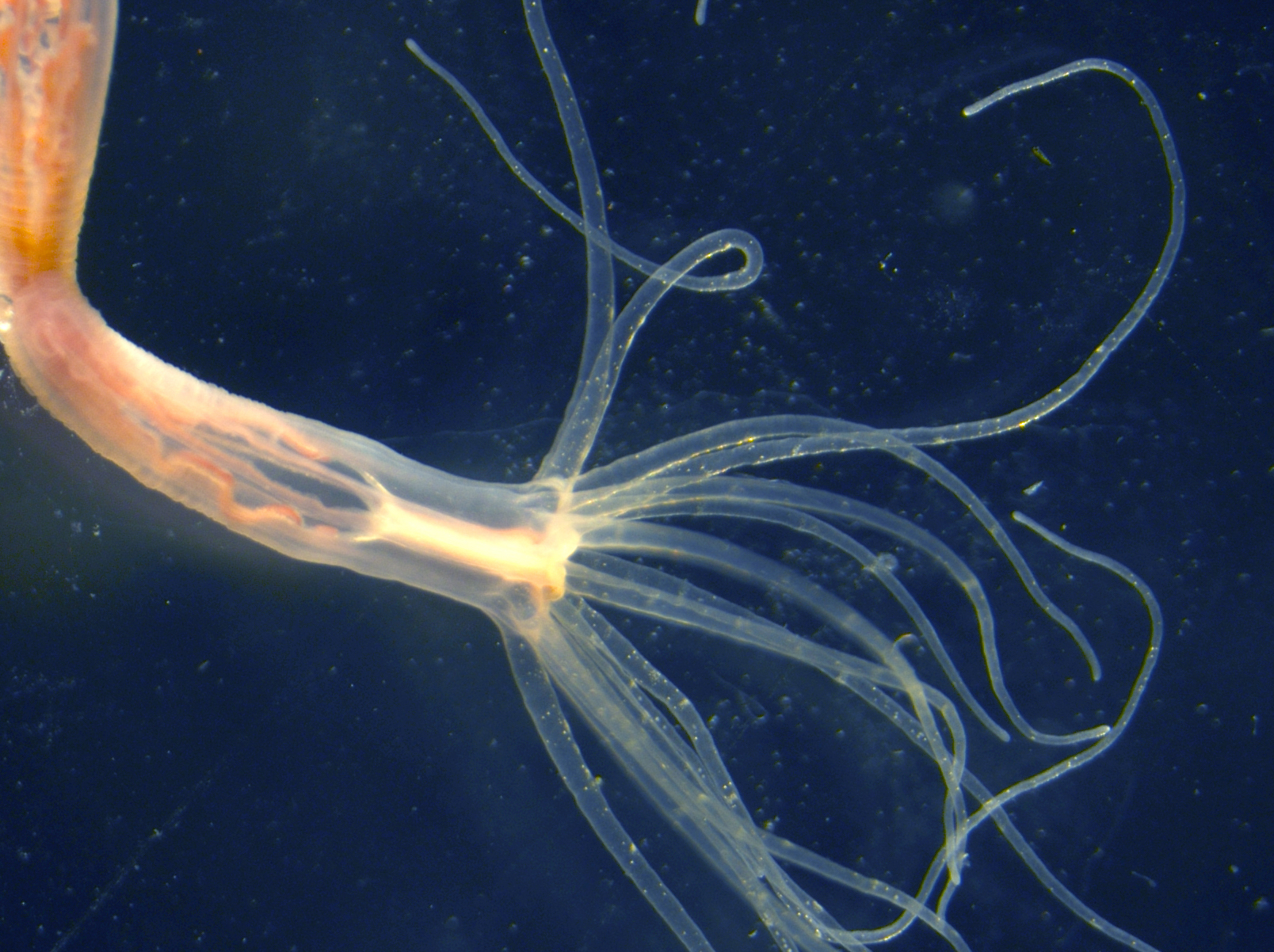 Some animals regularly change the makeup of their venom