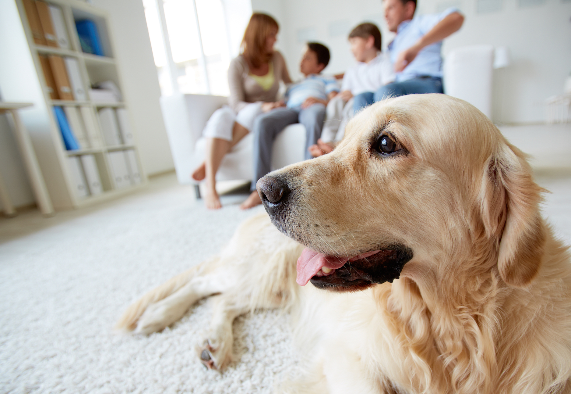Our dogs and cats may be exposed to harmful indoor chemicals