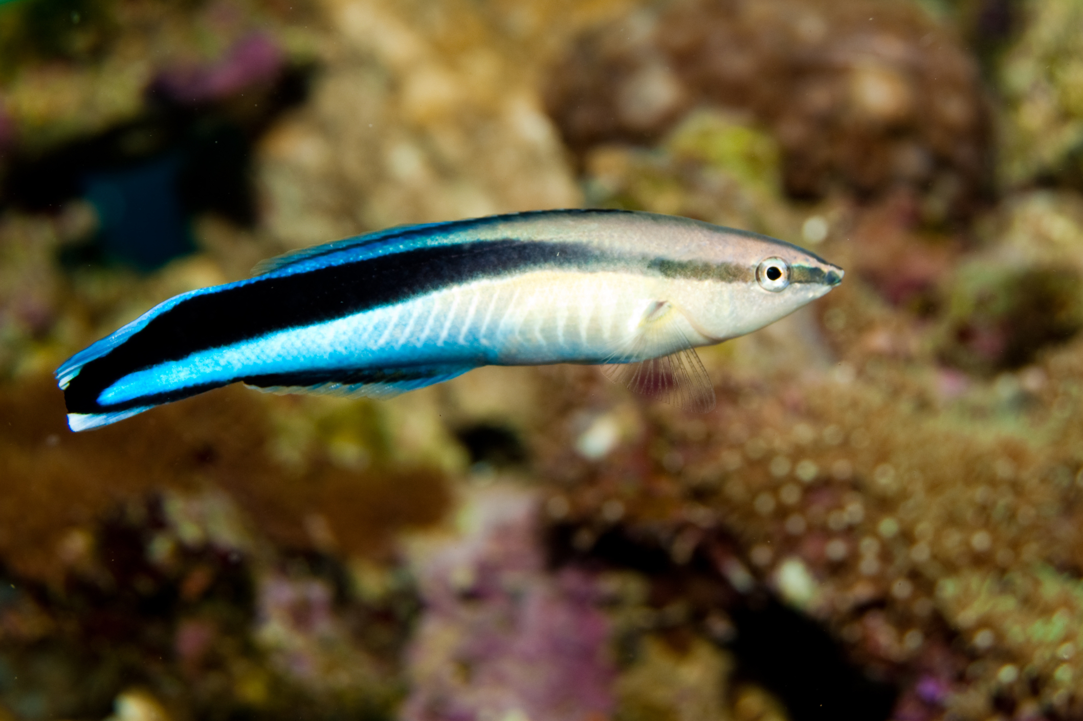 How paraste-eating cleaner fish keep sea fish healthy and sharp