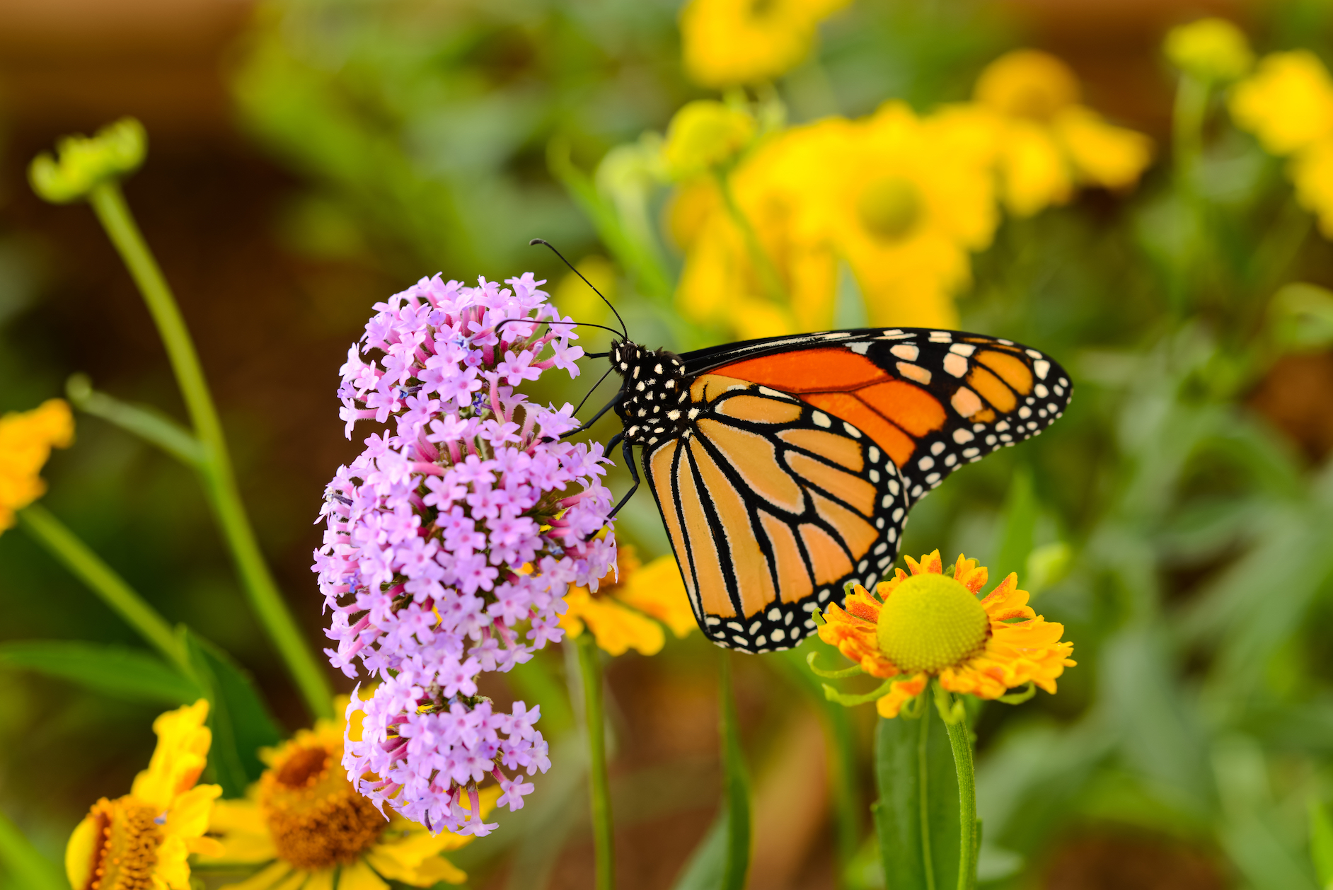 Monarch butterfly population numbers down a second year in a row