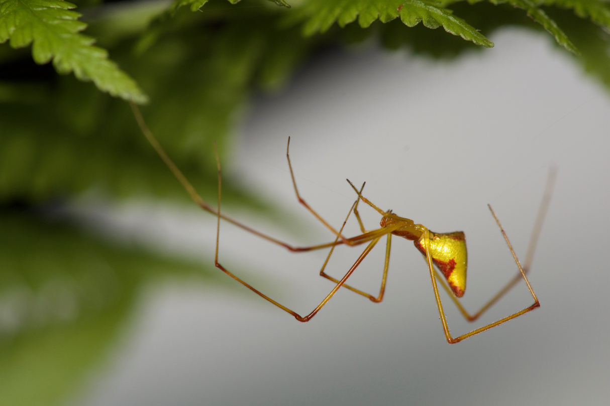 This Hawaiian spider has split 14 times across the islands