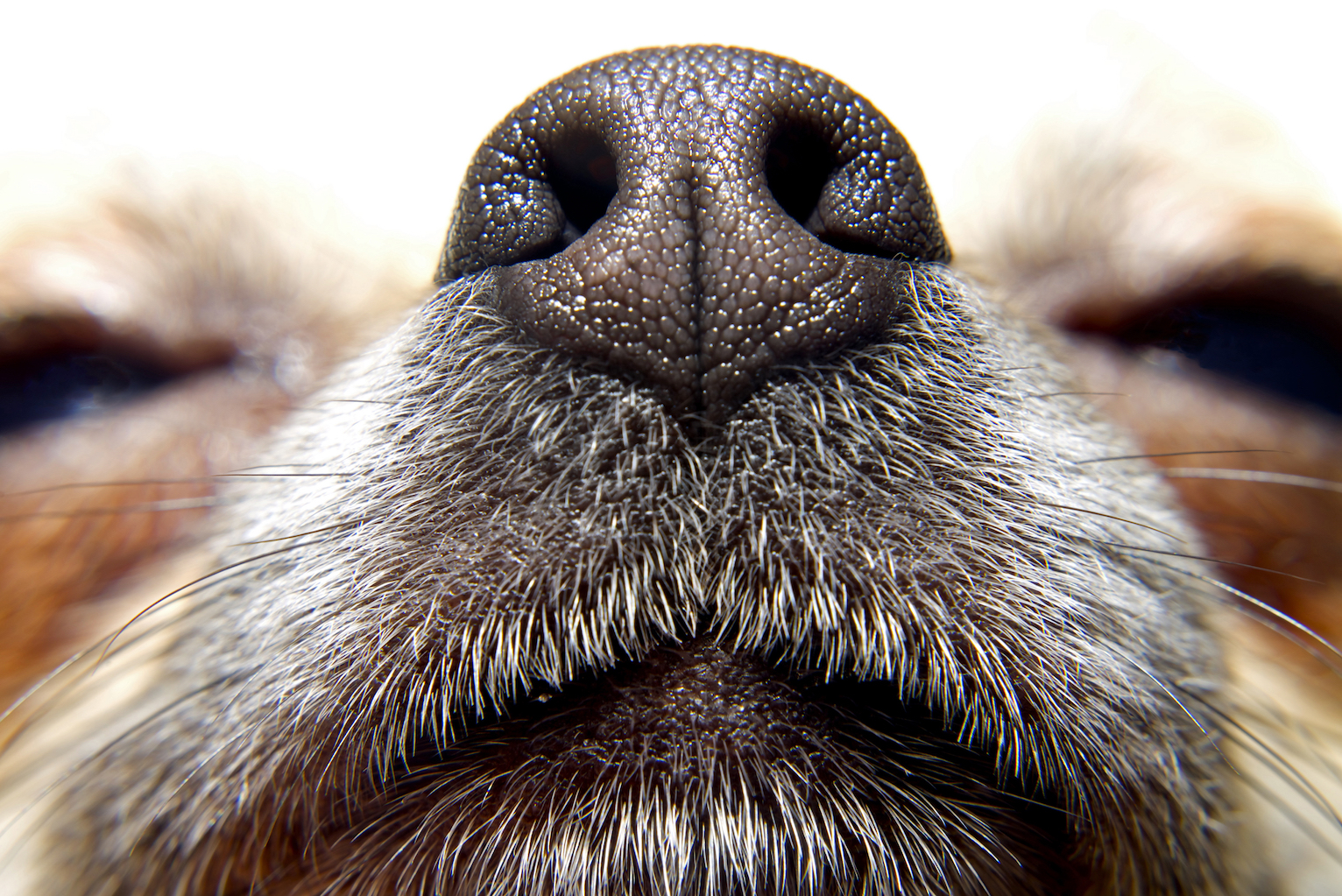Replicating a dog’s incredible sense of smell to detect gases