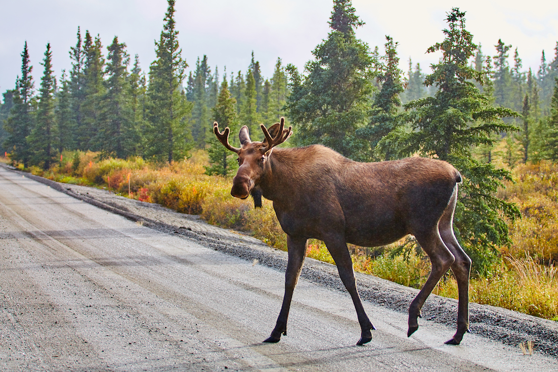 Study: Most North American wildlife policy not backed by science