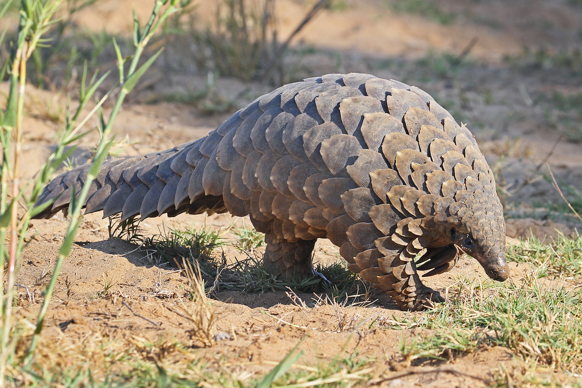 Pangolins: The most illegally trafficked mammal in the world