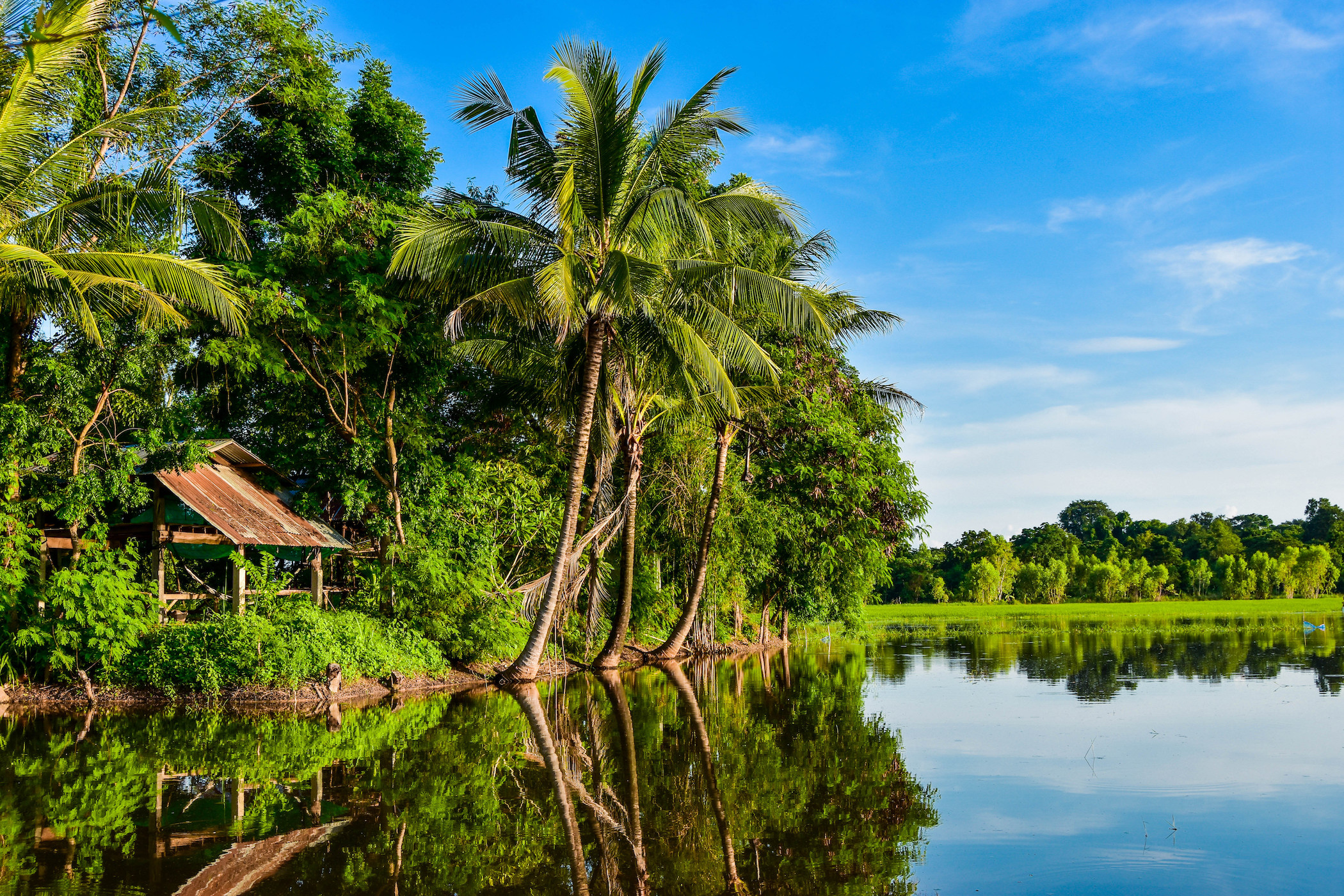Alarming rates of tree mortality found in the tropics