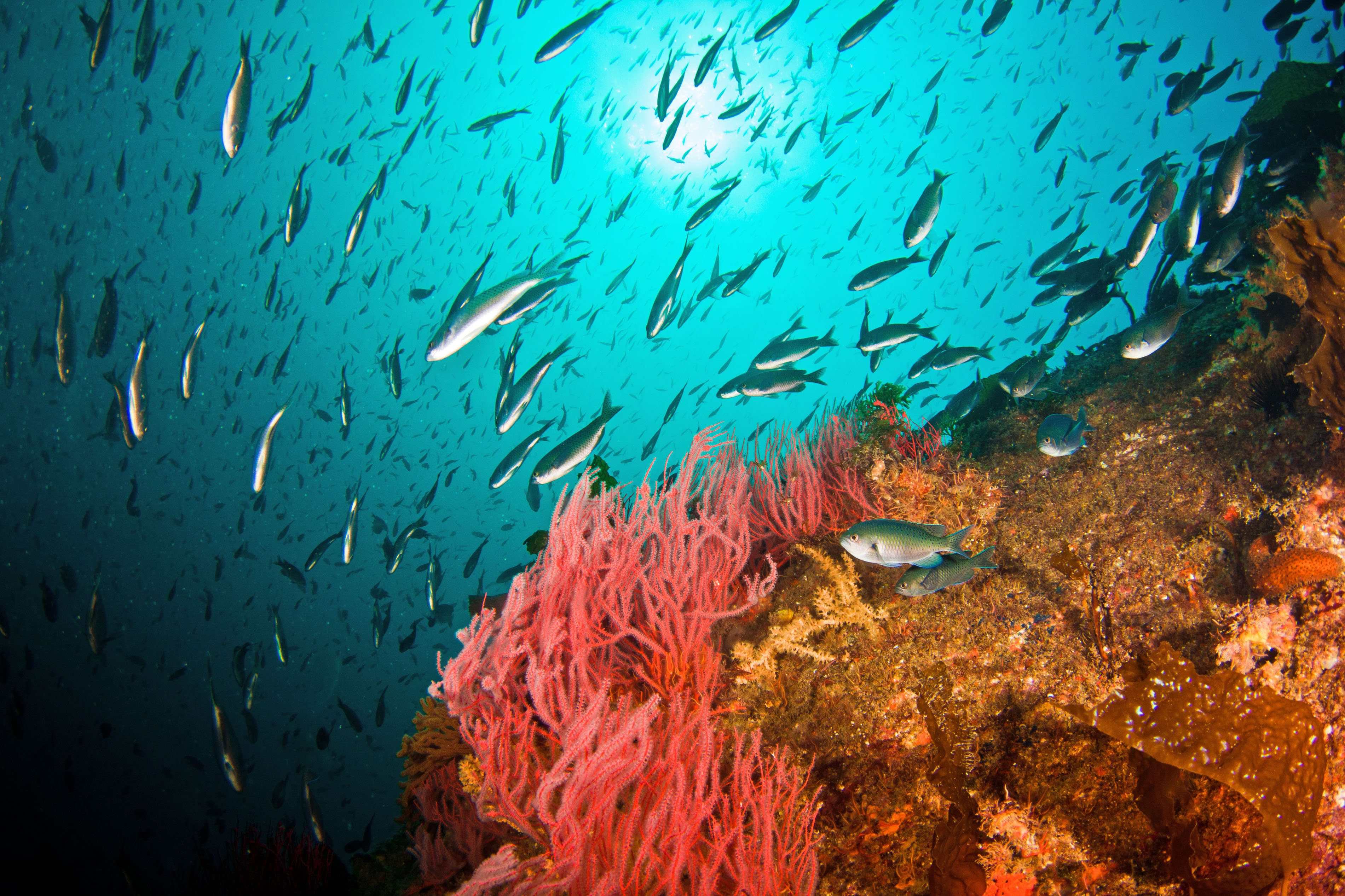 West coast marine ecosystems recovering from 2 year heatwave