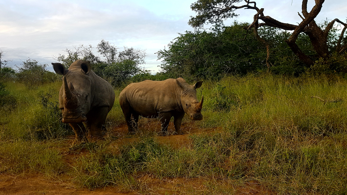 AI machines can detect illegal wildlife trade on social media