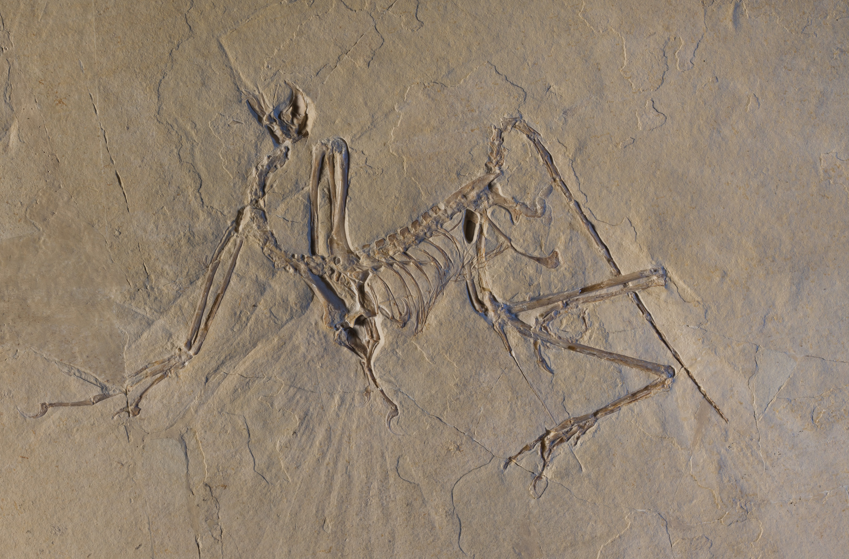 Ancient fossil reveals first wave of dinosaur flight