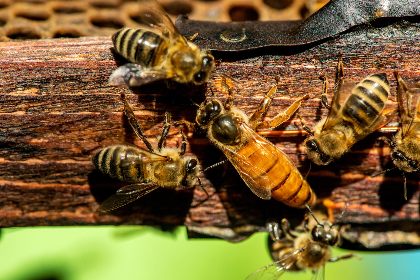 The secret ingredient that turns honeybees into queen bees