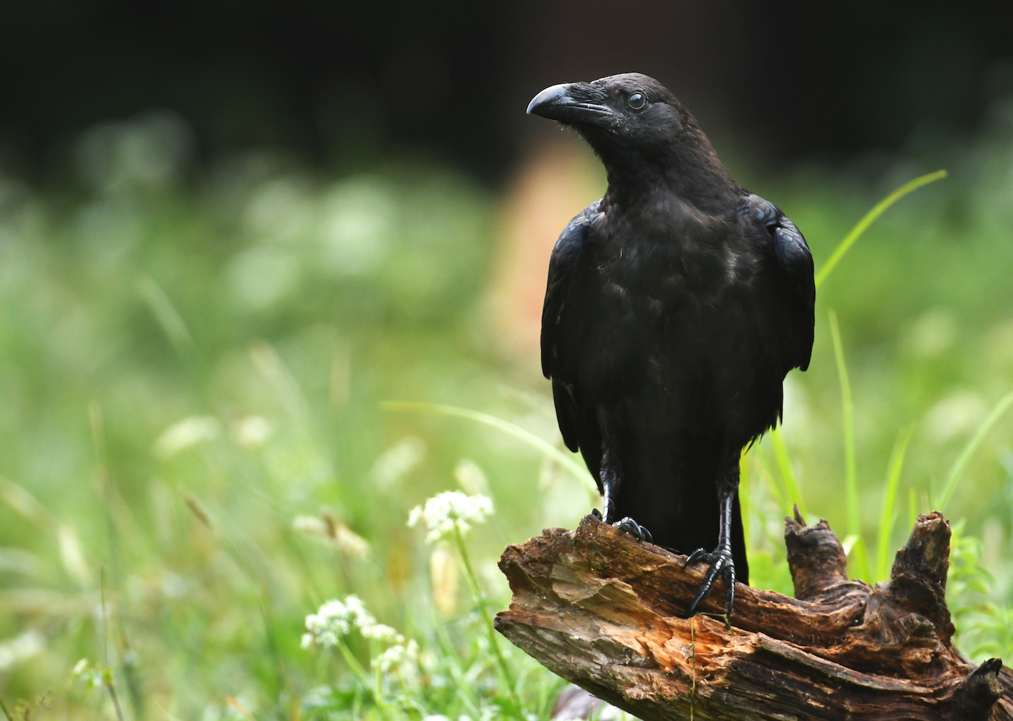 A raven's call tells its age, sex, and foraging opportunities