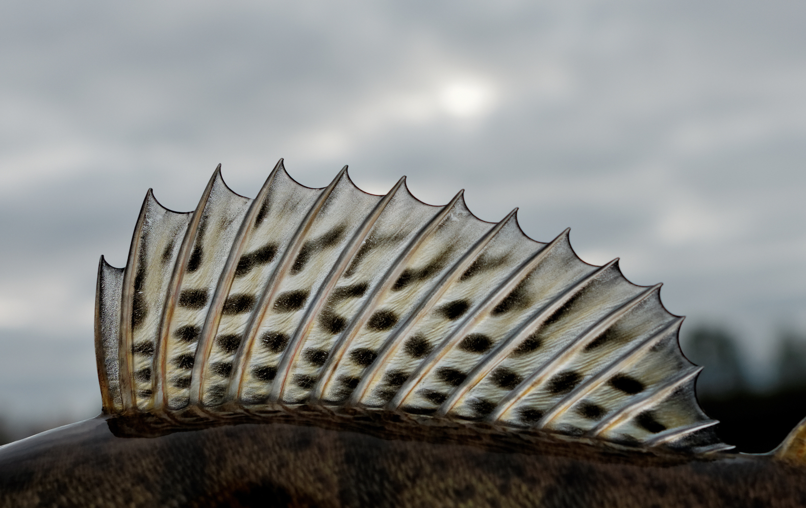 Dorsal fin marked the start of vertebrates growing arms and legs