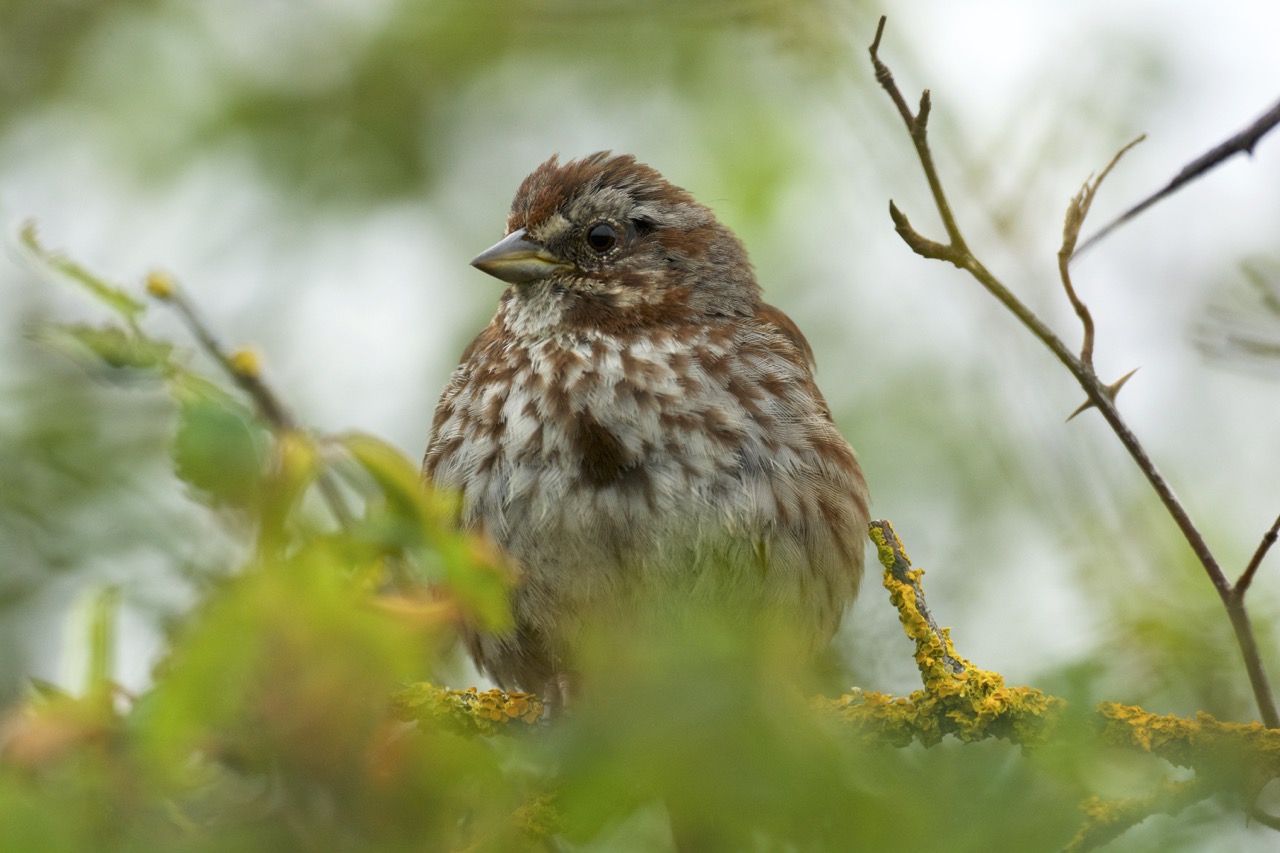Long term sparrow study reveals nesting struggles