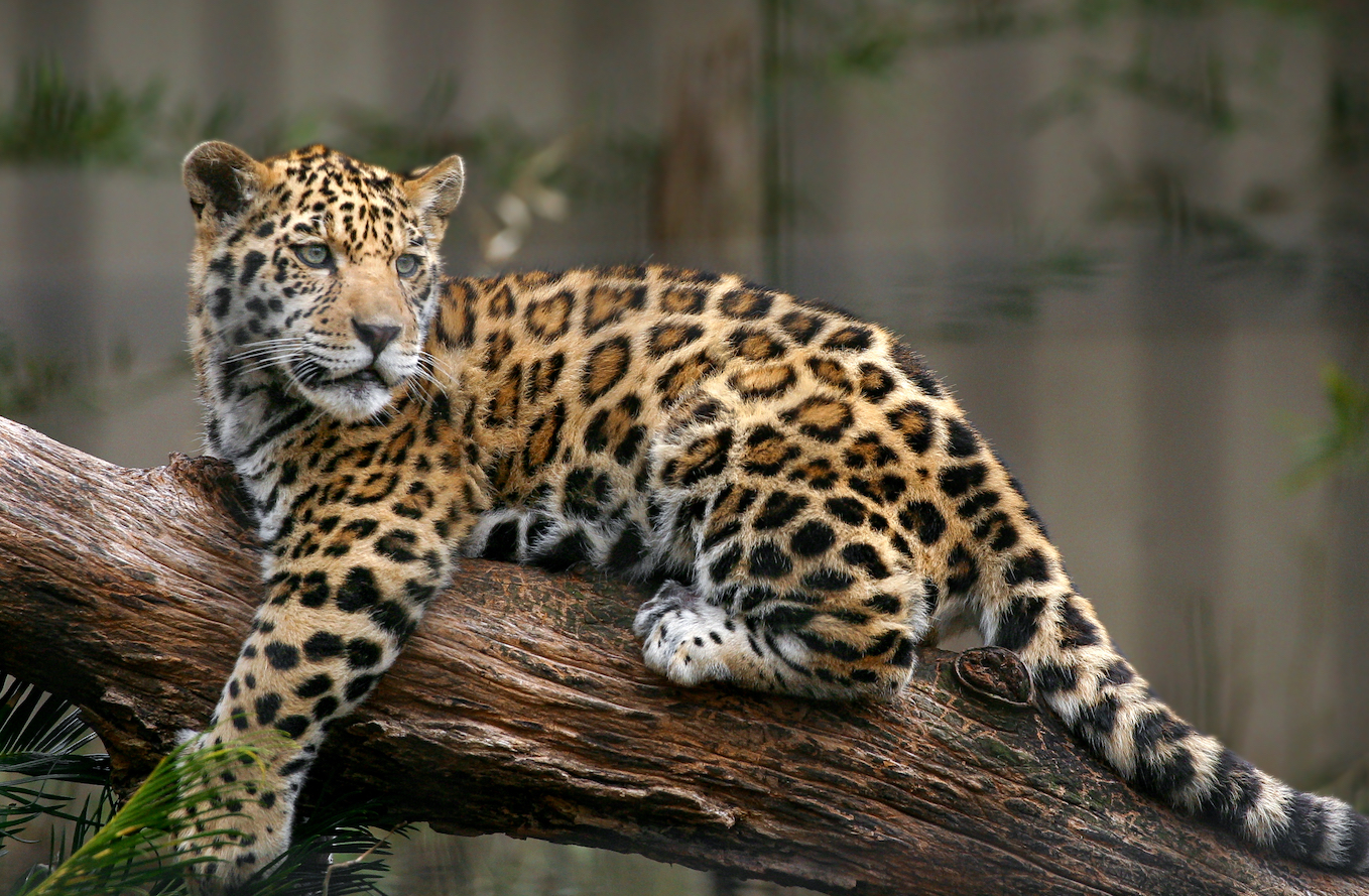 Logging and conservation efforts can successfully coexist