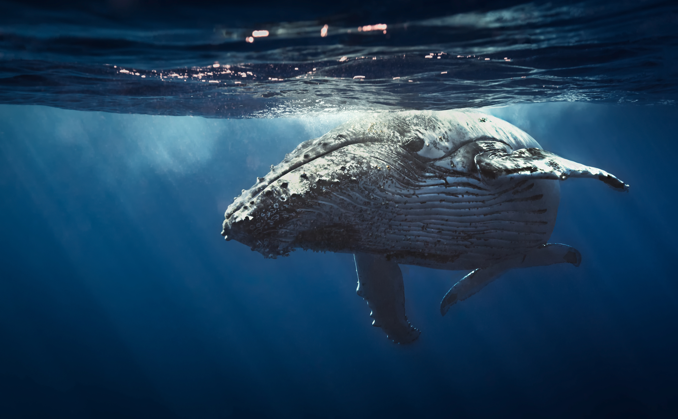 How whales grew to become the largest mammals on Earth