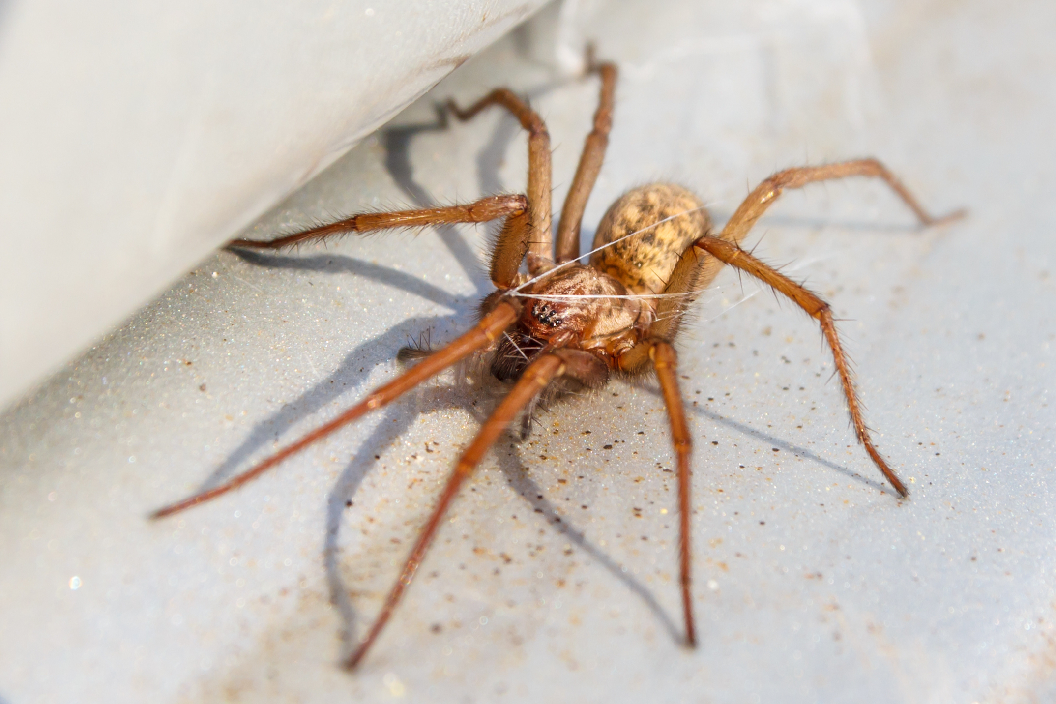 Spiders recycle the gene that forms their legs to make their head