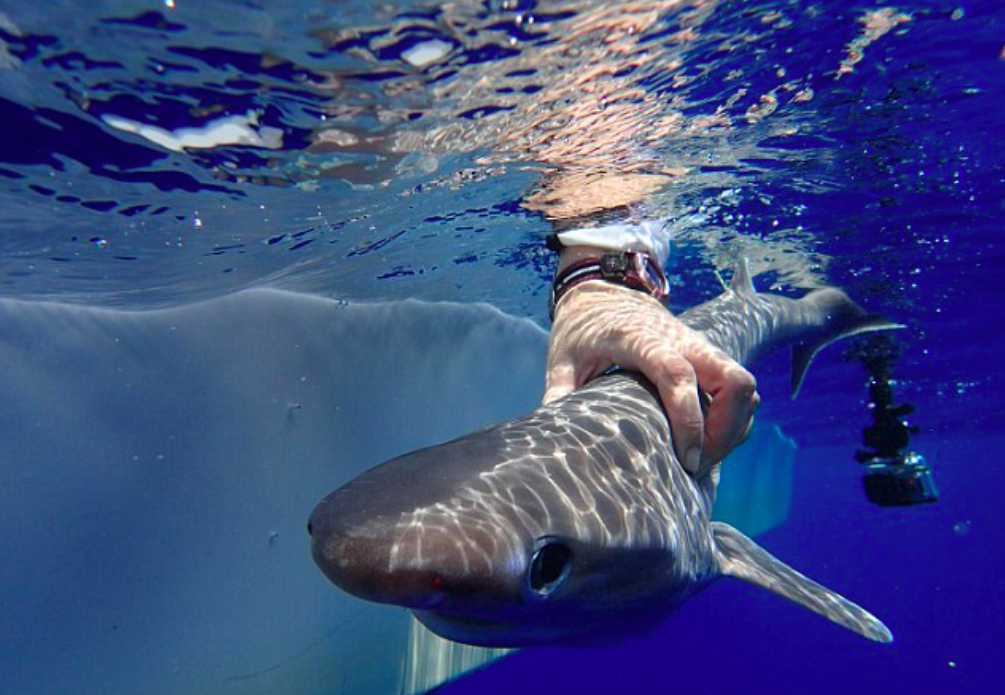 New species of shark identified in the Atlantic Ocean