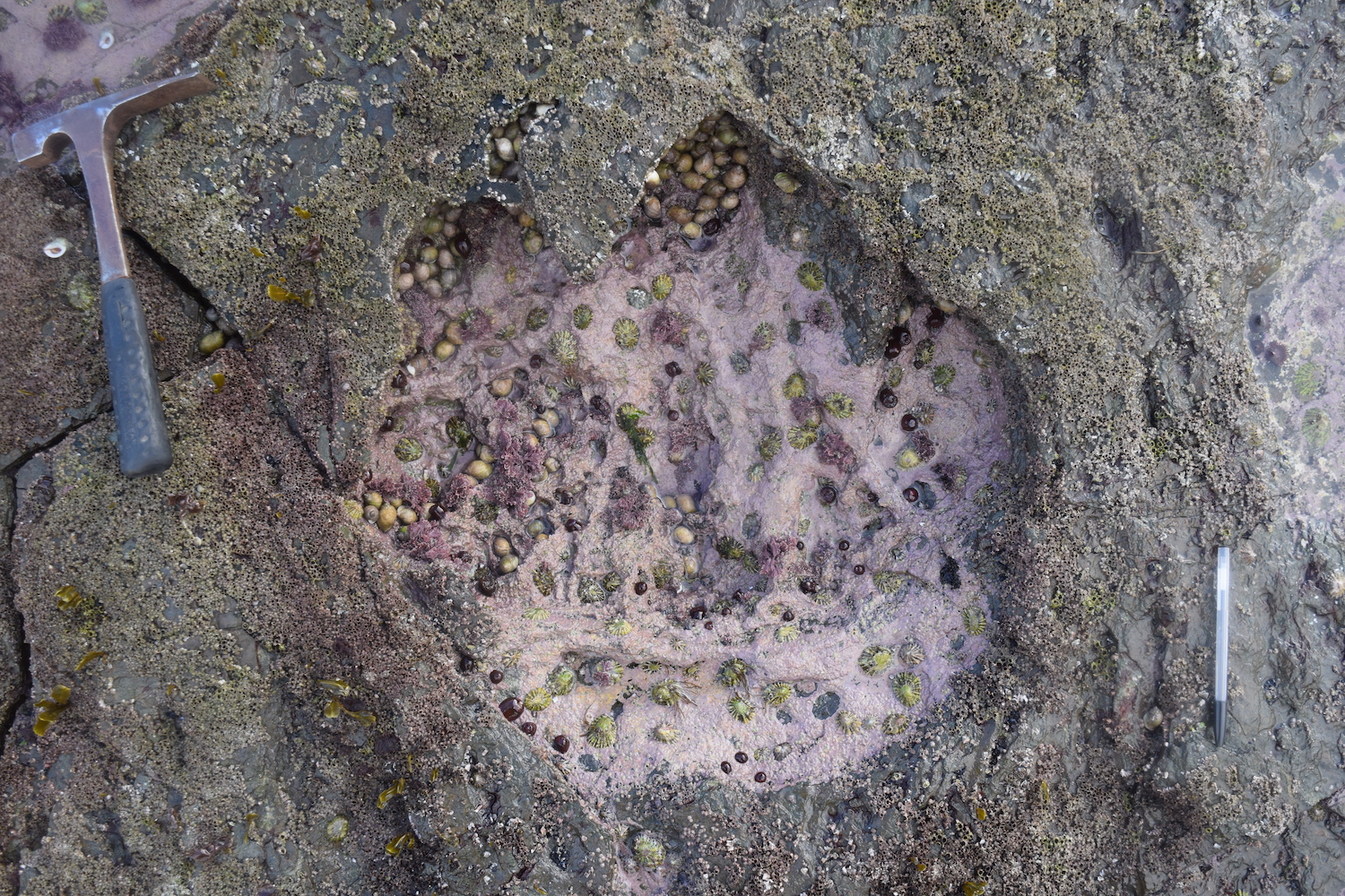 Giant dinosaur footprints shed light on Jurassic Period
