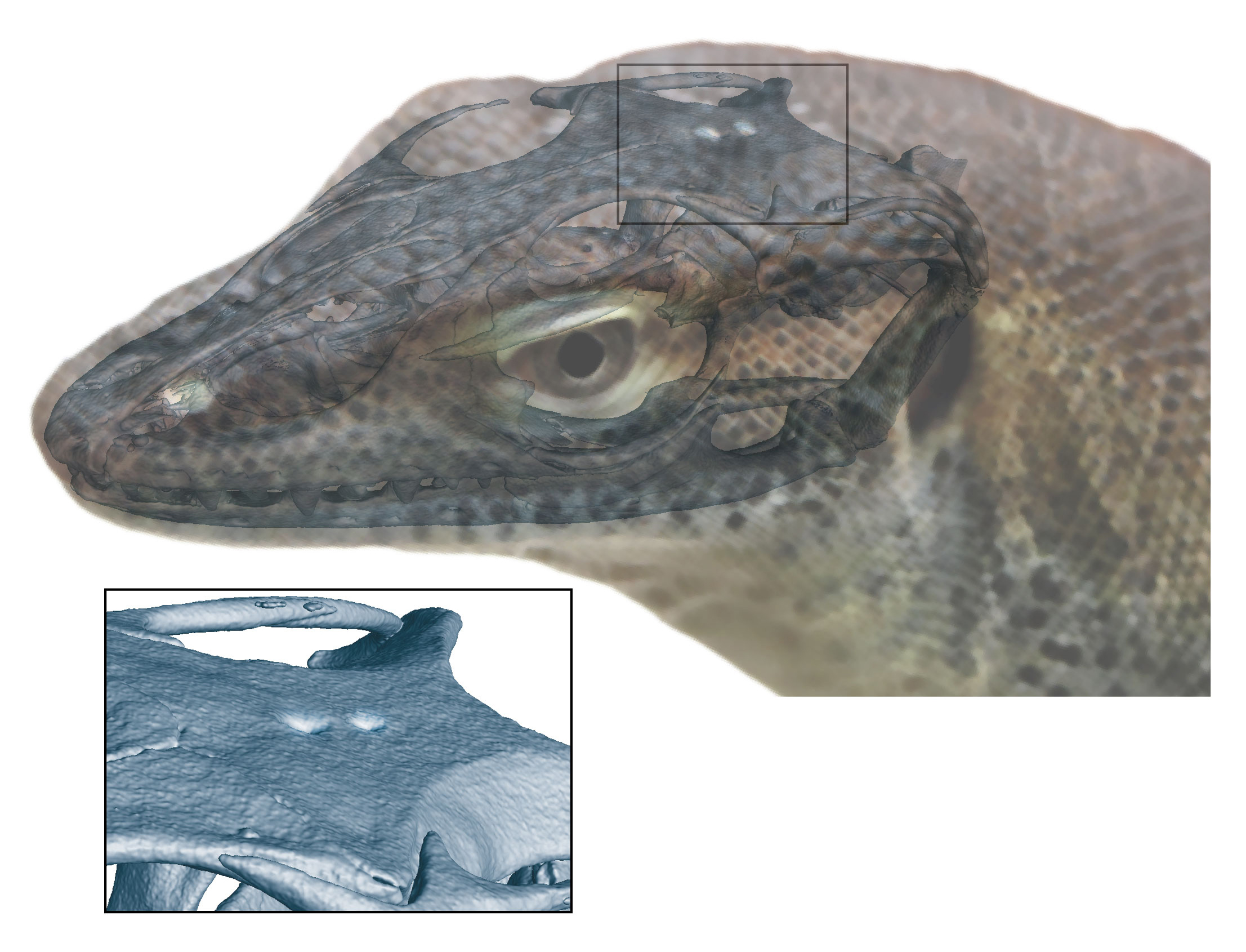 Fossils reveal ancient lizard species with four eyes