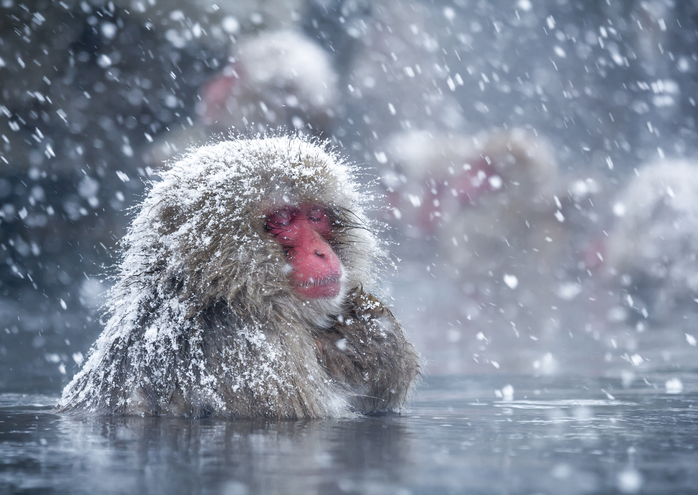Hot baths help Japanese snow monkeys handle winter cold