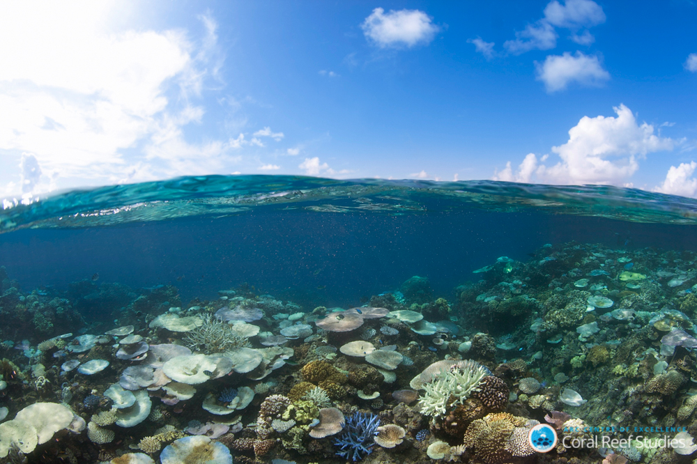 Coral bleaching decreases fish diversity in Great Barrier Reef