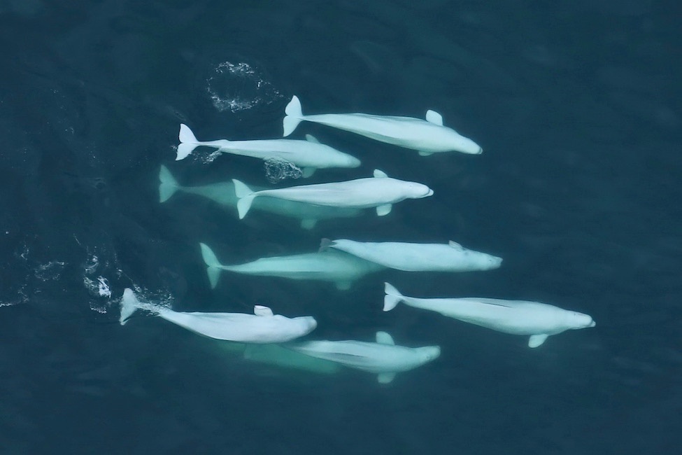 Beluga whales prioritize family and traditions just like humans