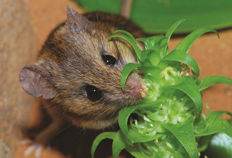 Mice, birds, and bats also play important roles in pollination