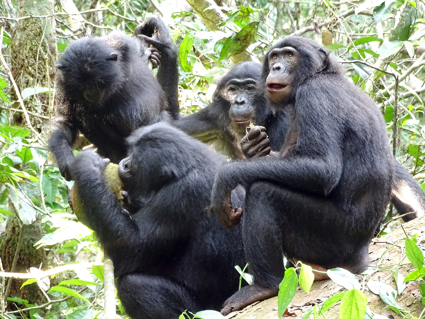 Bonobos are generous and share food with other communities