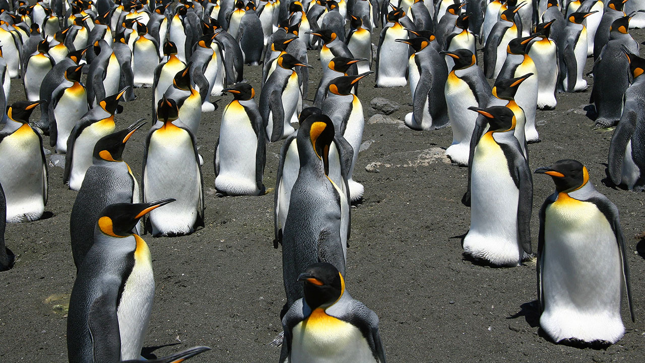 Unique structure of king penguin colonies makes them resilient