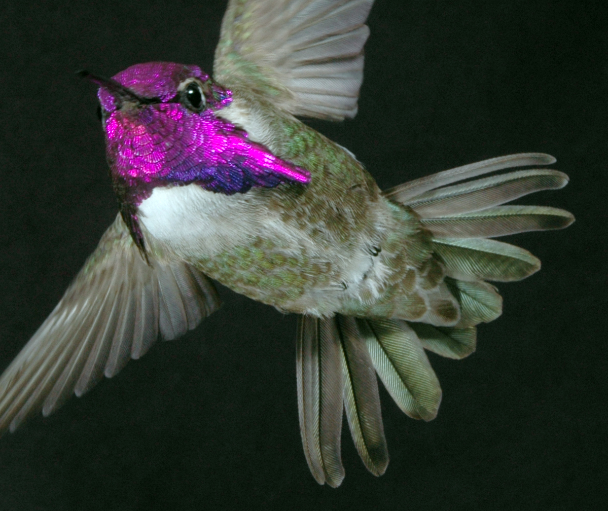 These hummingbirds make songs with their tail feathers to flirt