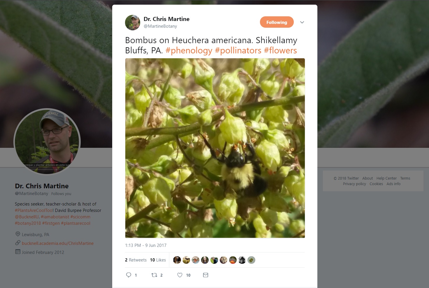 Twitter post leads to discovery of endangered plant population