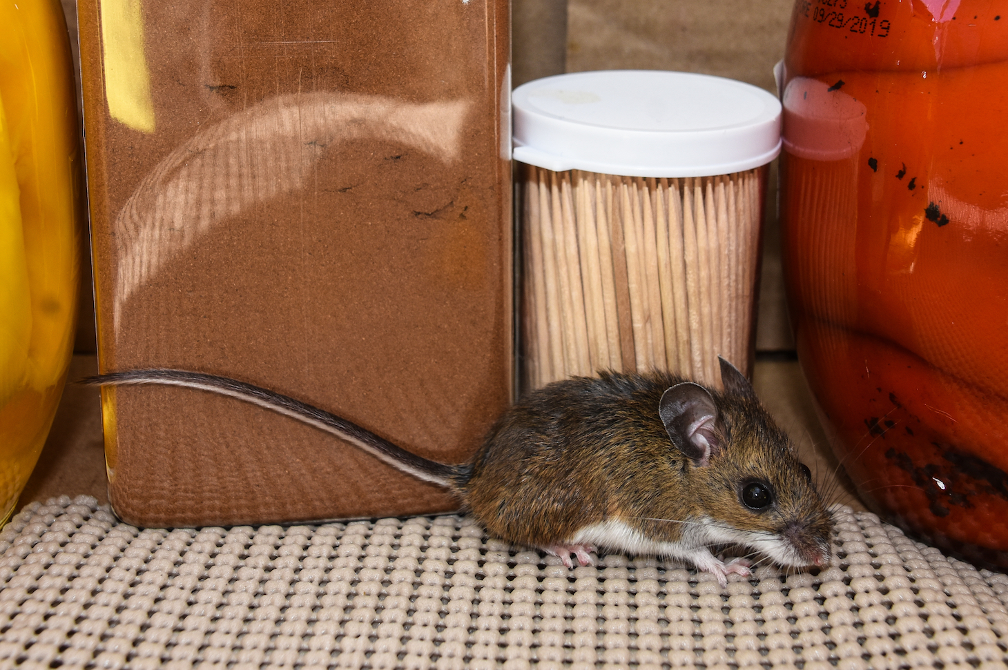 House mice in New York City carry antibiotic-resistance bacteria