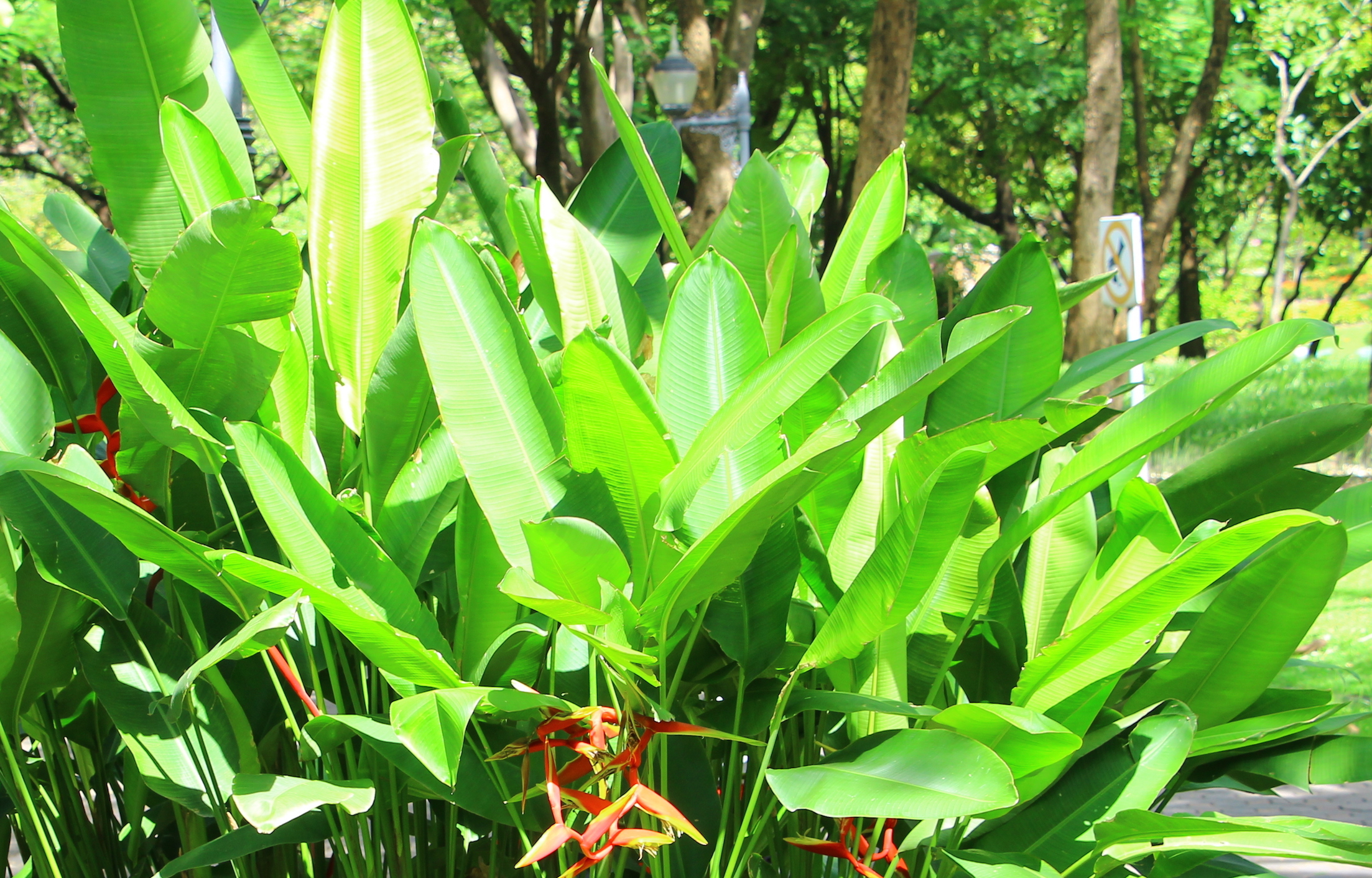 Plants have a special system to protect their DNA from sun damage