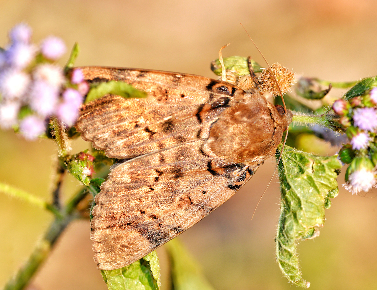 Sexual selection could help some species withstand climate change