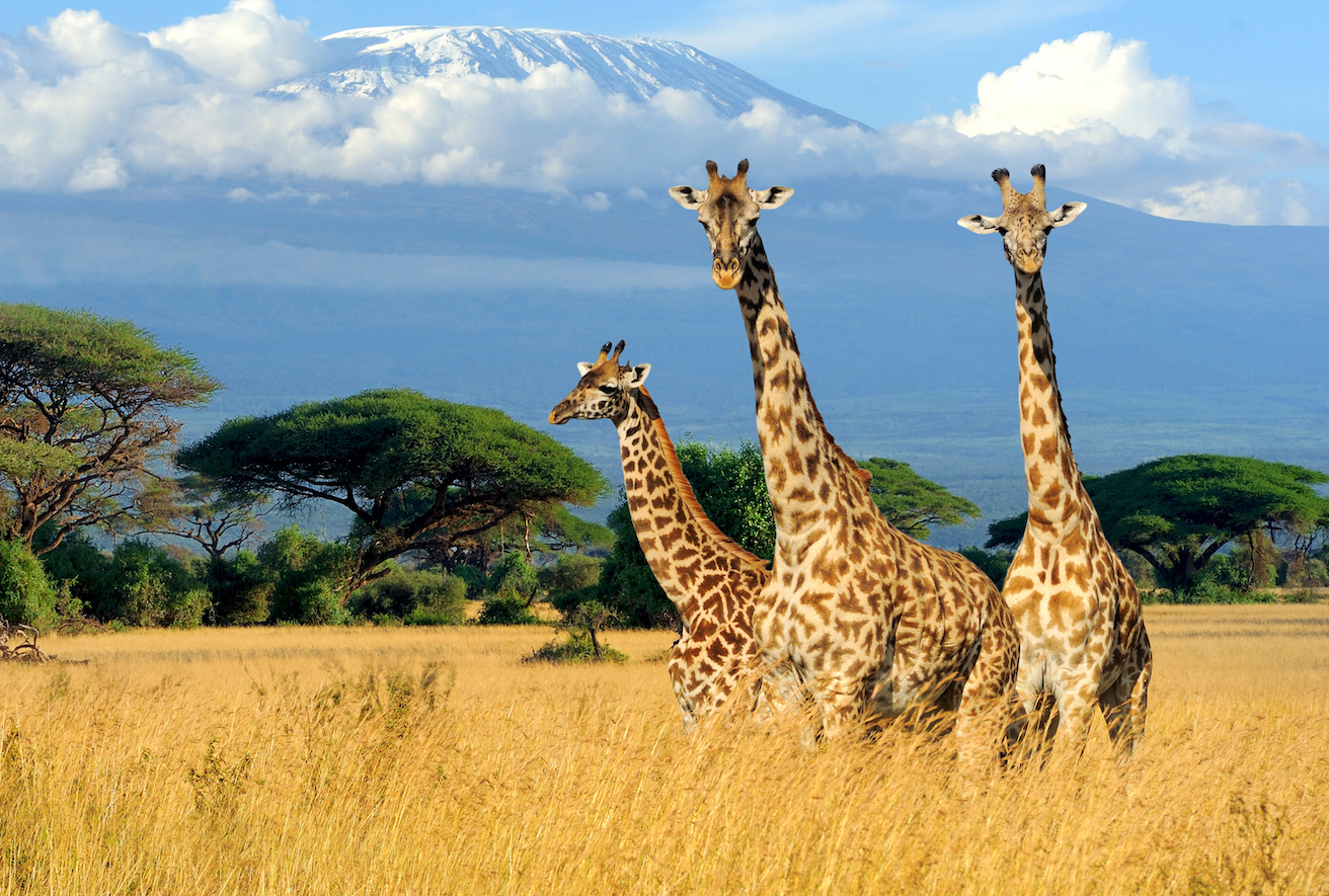 Humans are the reason mammals are continuing to shrink in size