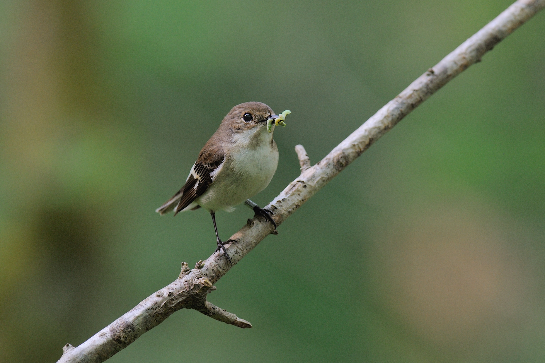 Earlier spring causing baby birds to hatch too late to find food