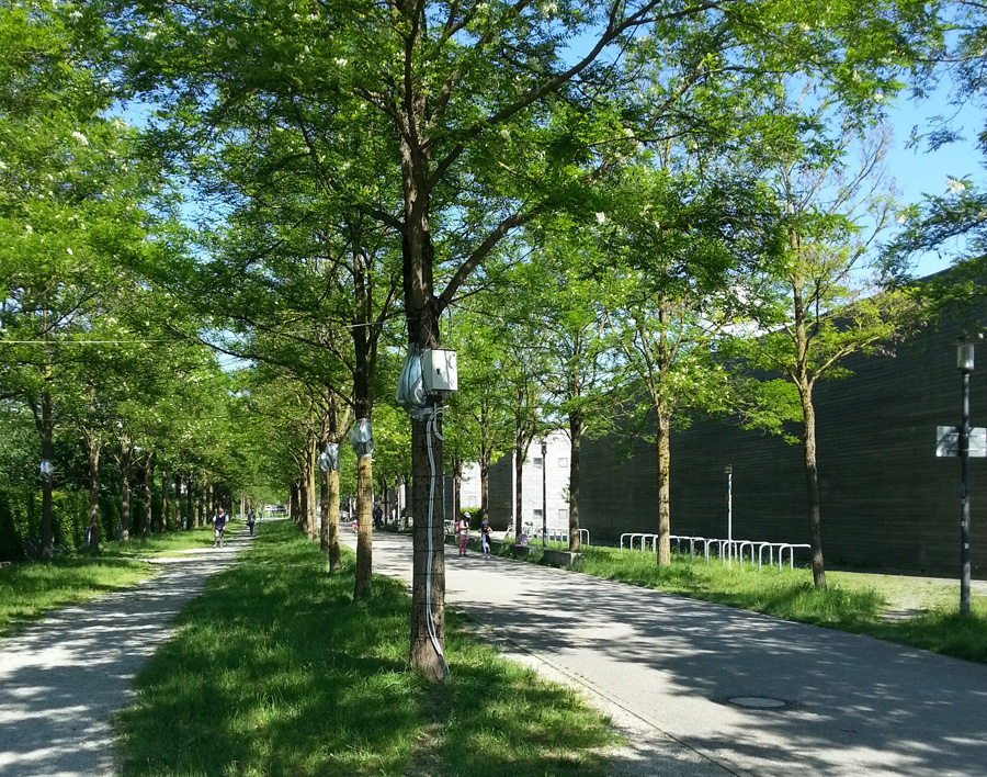 Trees with grassy areas help keep cities cool during summer