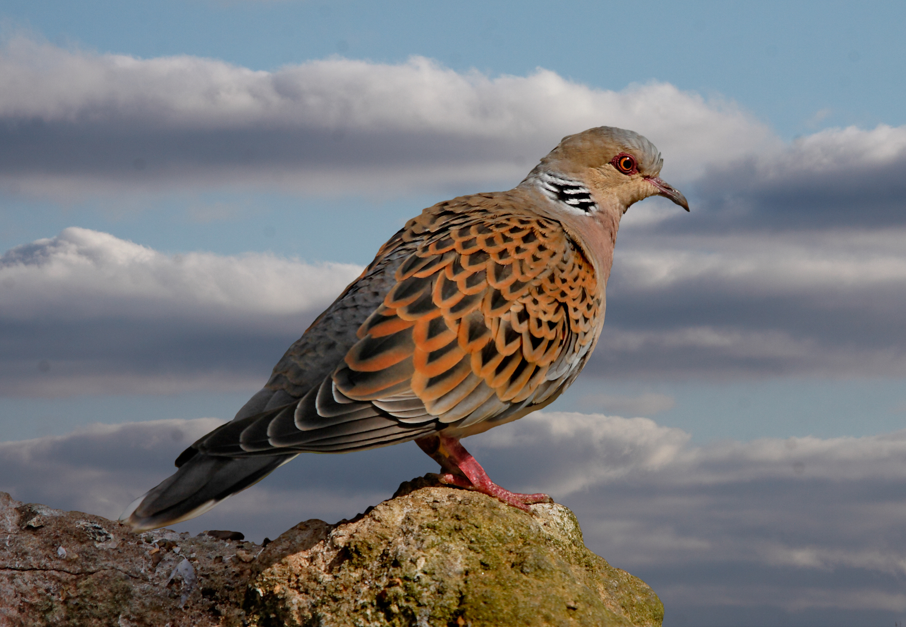 Farming, logging, and hunting driving many birds to extinction